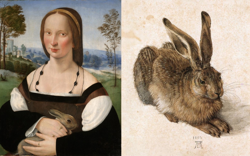 rabbit1
