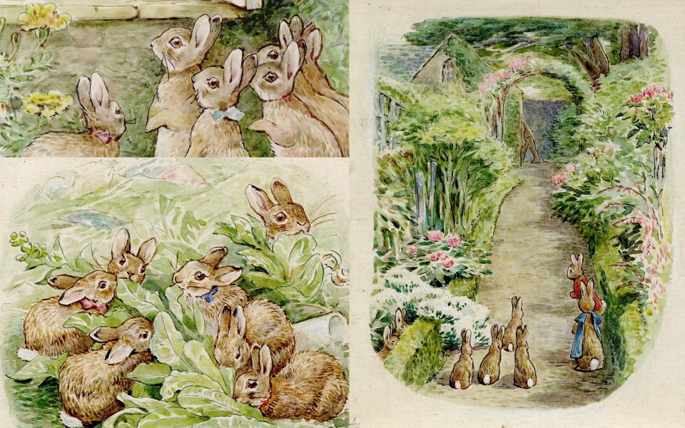 rabbit2